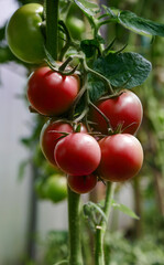 Red and green tomatoes grown in the greenhouse.