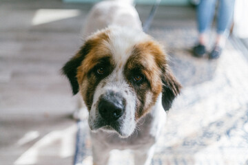 Dog Grooming Portrait: Saint Bernard