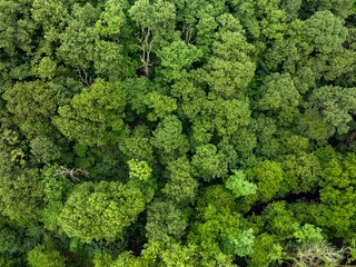 Aerial view of the Forest
