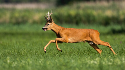 Roe deer, capreolus capreolus, running on flower field in summertime nature. Buck jumping on...