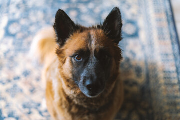 Dog Portrait: Texas Heeler