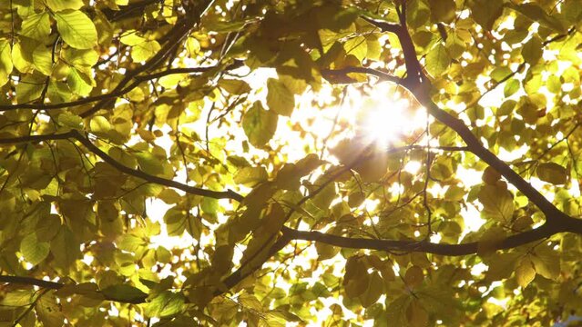 SLOW MOTION: Sunlight peeking through beech tree branches with vibrant yellow leaves in fall. Warm autumn sunrays flickering through bright yellow tree leaves. An eye-catching moment in autumn season.