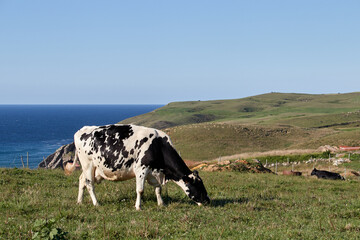 Dairy cows grazing in front of the sea on the coast of Cantabria, Spain