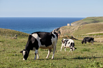 Dairy cows grazing in front of the sea on the coast of Cantabria, Spain
