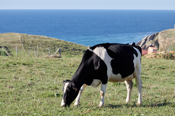 Fototapeta premium Dairy cows grazing in front of the sea on the coast of Cantabria, Spain