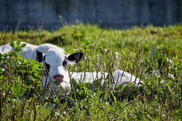 veal lying on green meadow