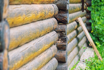 wall of a moldy, old, log house, selective focus
