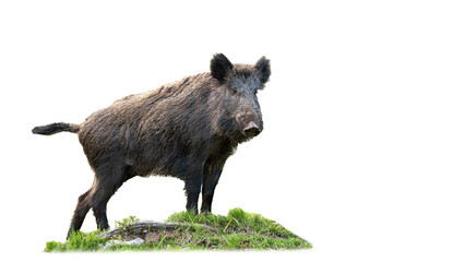 Wild boar, sus scrofa, standing on grass isolated on white background. Brown pig looking on green...