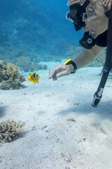 Single scuba diver over a colorful coral reef and anemonefish, underwater landcape
