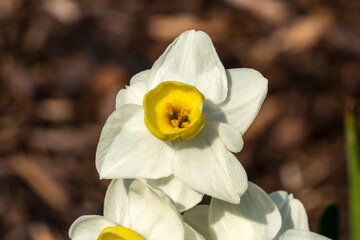 Naklejka na ściany i meble Daffodil 'Avalanche' (narcissus) a spring flowering bulbous plant with a white yellow springtime flower, stock photo image