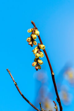 Stachyurus praecox a winter spring flowering large shrub plant with a yellow drooping racemes wintertime flower commonly known as early stachyurus, stock photo image
