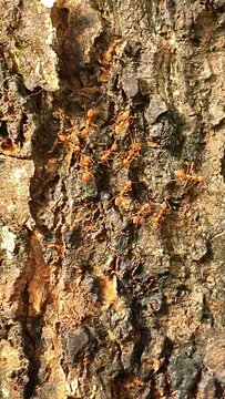 A Group of Ants on a tree