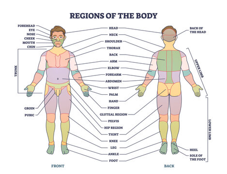Regions of human body as front or back parts description tiny person concept. Labeled educational scheme with physical man anatomy and external organs division vector illustration. Basic biology terms