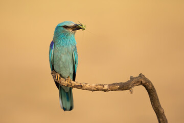 European roller, coracias garrulus, holding insect in beak on branch with copy space. Turquoise bird sitting on bought in spring. COlorful feathered animal eating prey on wood.