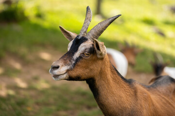 Goat looking to the camera on farmland in close up. mammal watching in forest close up. Domestic mammal watching in forest. Horned livestock staring in farm.