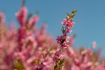 Beautiful, pink flowers of decorative almonds. Flowering of shrubby almonds, in a clearing, with pink flowers.