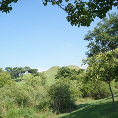 Fototapeta premium tree in the field