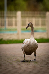 A large, well-fed goose struts along the road, inspecting the yard. A huge, beautiful goose with an important look looks away.
