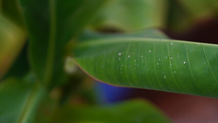 selective focus picture of a beautiful leaf.