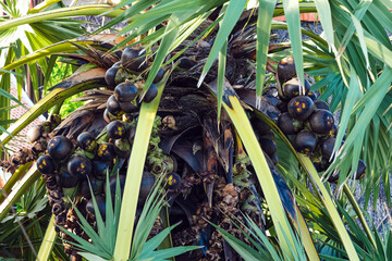 Lot of Fruits hanging to Asian palmyra palm or Borassus flabellifer, commonly known as doub,palmyra ,tala or tal palm,toddy,wine palm or ice apple. Palmyra palm fruit with leaves. Selective focus.