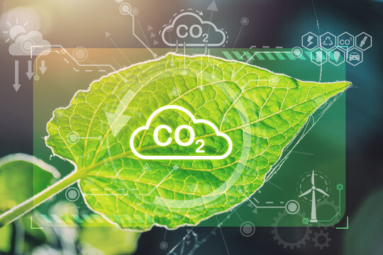 Green leaf overlay photosynthesis Co2 plant nature Eco system or Oxygen Cycle Process in the sunlight.