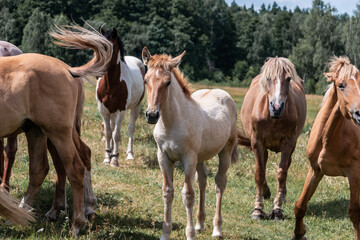 A herd of horses grazes in the meadow. Summer grazing of horses. Blurred background. Selective...