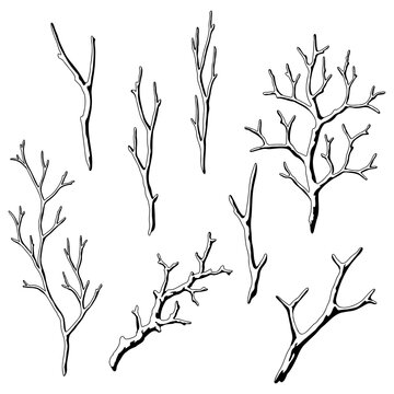 Set of dry bare branches. Decorative natural twigs.