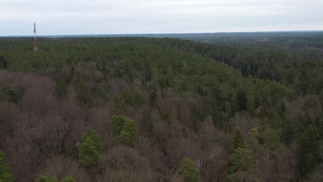 Aerial shot of land covered with pine trees in gloomy weather
