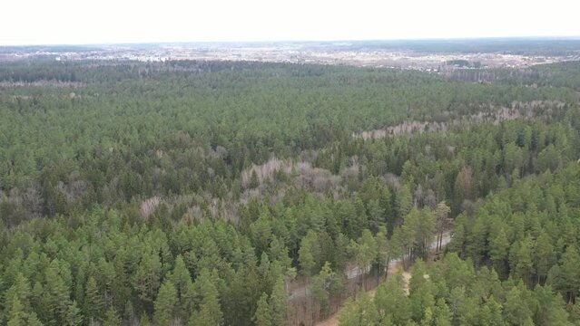 Aerial shot of land covered with pine trees in gloomy weather