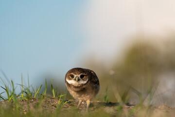 Little burrowing owl have a stare down