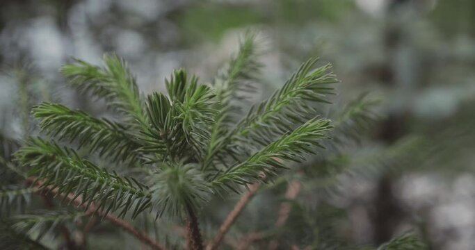 Pine tree close up with blur and bokeh in an urban garden in the summer. Macro zoom on green spikes swaying in the light wind.