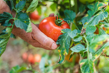Close up of wrinkled old hands harvesting tomatoes and paper in garden during the day