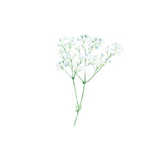 Obraz premium White gypsophila twigs with flowers isolated on white background. Watercolor illustration.