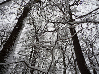 Bäume im Wald, dicht bedeckt mit Schnee.