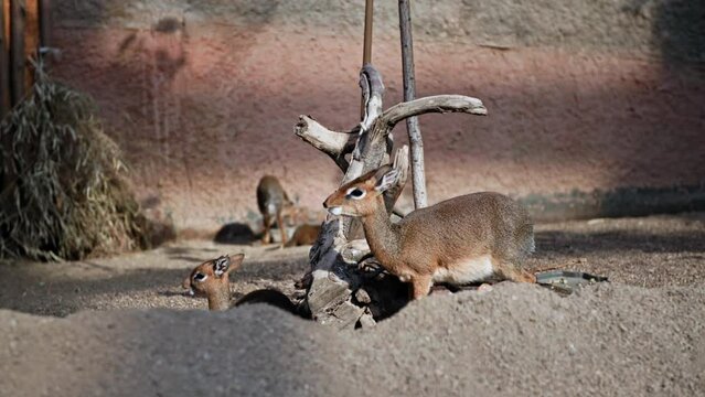 zoo, beautiful herbivorous antelopes eat grass background of stones and dry wood, Kirk's dik-dik Madoqua kirkii