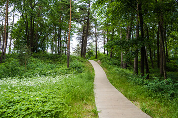 Wooden pathway between trees and green grass. Summer park or forest.