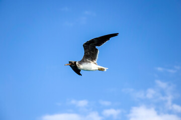 Obraz premium Large white seagull flies in blue sky with clouds, freedom in wild. Copy space. Selective focus.