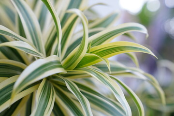 close up of plant