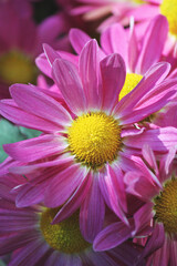 Bright violet toned fringe encircles the deep gold pollen filled center of the blooming daisy flower