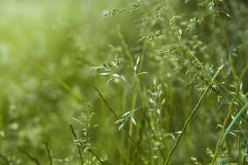 Fresh green grass background in sunny summer day in forest