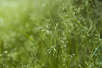 Fresh green grass background in sunny summer day in forest © Valery