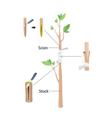 illustration of biology and agriculture, Approach Grafting, Grafting is a horticultural technique whereby tissues of plants are joined so as to continue their growth together - obrazy, fototapety, plakaty