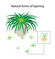 illustration of biology and agriculture, Natural forms of layering, Plant Propagation, Ground layering, Plants that produce stolons are propagated by severing the new plants from their parent stems