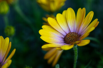 Yellow daisy with dark background