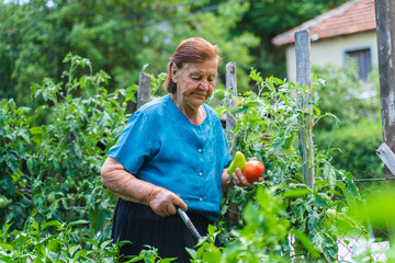 A grandma is harvesting vegetables in her garden during the day