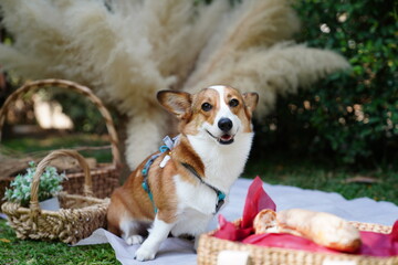 corgi puppy