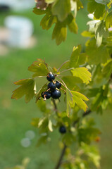 black currant berries close-up.currant on the garden plot.