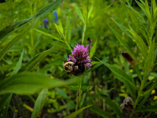 clover