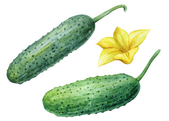 Cucumbers with flower on isolated white background, watercolor illustration