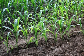 Corn field (Zea mays)